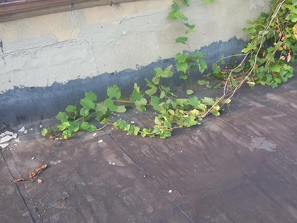 Roof-Maintenance-Pasadena-CA-California-2 | Shark Roofing Systems Roof Maintenance Pasadena, CA 1